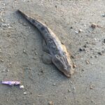 マゴチパイセン