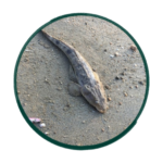 マゴチパイセン